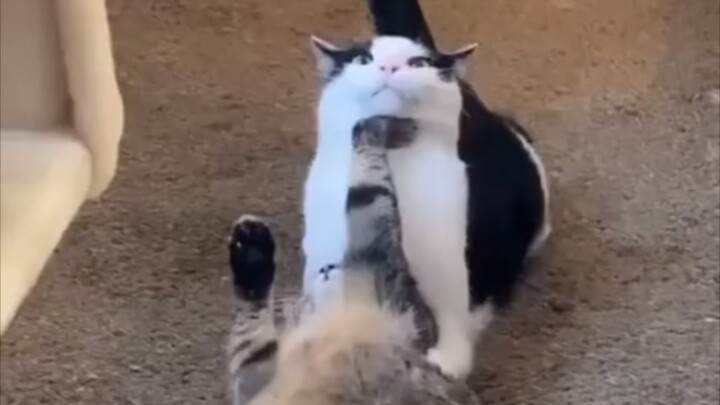 Cat: Me and my silly friend!