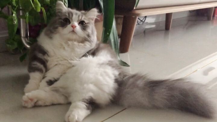 Rasa Malas Bikin Kucing gendut