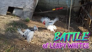 Spar of Full Bros Leapy Whites (White Kelsos)   JRP Gameyard