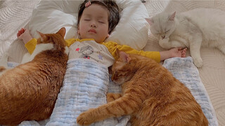 Lũ Mèo Lại Đến Ngủ Cùng Cô Chủ Nhỏ Rồi