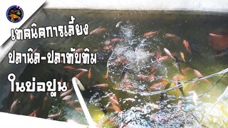 เทคนิคการเลี้ยงปลานิลปลาทับทิมในบ่อปูนง่ายๆสไตล์korattv