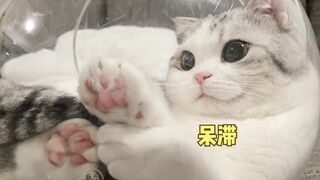 Put a cat into a crystal ball and you will get a cat ball.