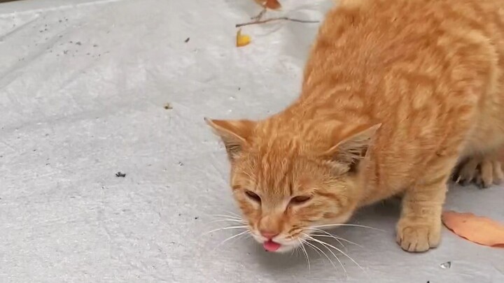 Một nhúm bạc hà mèo này suýt nữa đã khiến chú mèo lớn “ra đi” luôn rồi