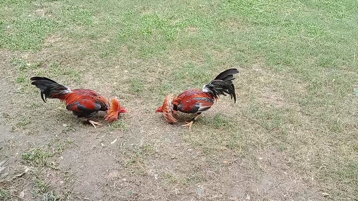 mga tatay bitaw muna