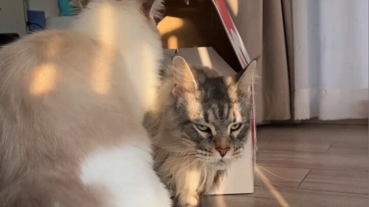 Live Stream Disaster: The Ship You’re Shipping Just Crashed Hard!!!