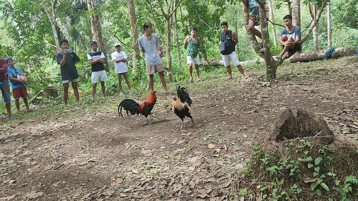 Tupada sa gubatan 😅 Pandemic days