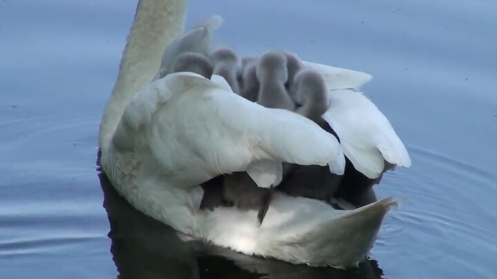 The baby swans really enjoyed riding on their mother's back, but it looked like they were almost ove