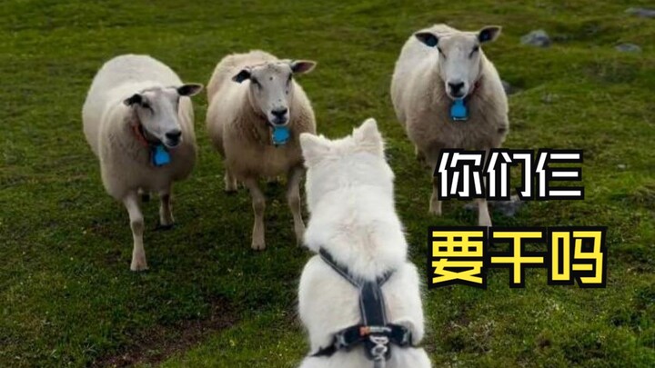 那些治愈的动物视频！