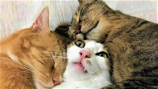 สัตว์ตลกๆ - แมว / สุนัขตลก - วิดีโอสัตว์ตลก 201