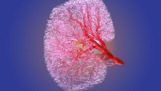 A scientist inhaled 3 liters of toxic gas and this is what happened to his kidneys