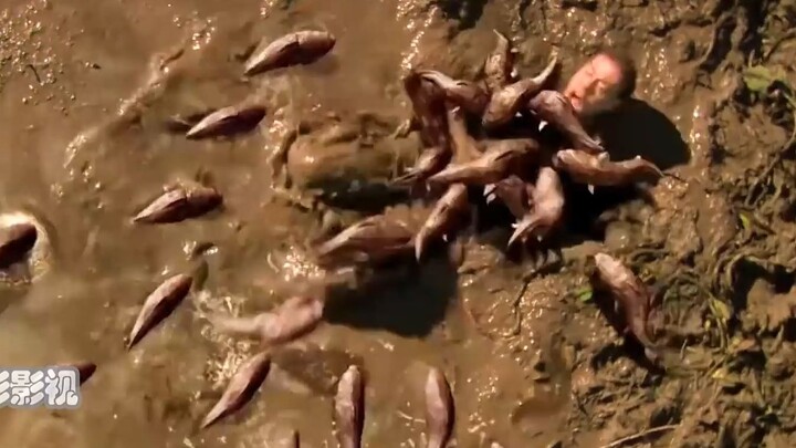 انقضت مجموعة كبيرة من الأسماك السوداء فجأة، وألقت بسرعة رجلًا بأكمله.