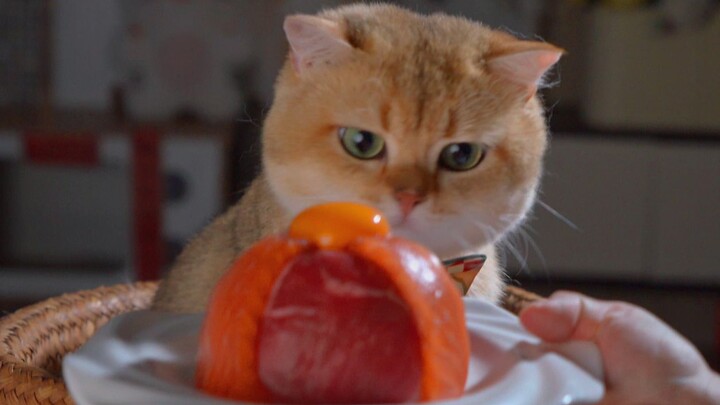 น้องแมวกินเบอร์เกอร์ฟักทองไส้ทะลักสองรส ความสุขเพิ่มเป็นสองเท่า!