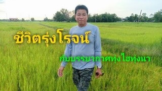 ชีวิตรุ่งโรจน์สดๆกลางทุ่งนา!!