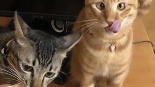 There are no ugly cats. They are all their mothers' babies.