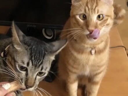哪有什么丑猫猫都是妈妈的小宝贝