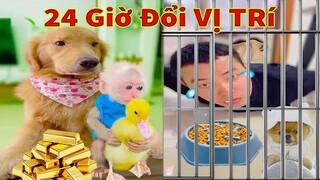 Thú Cưng TV | Tứ Mao Đại Náo #41 | Chó Golden Gâu Đần thông minh vui nhộn | Pets cute smart dog