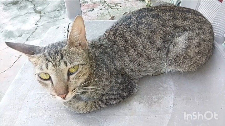 A cat at the backyard