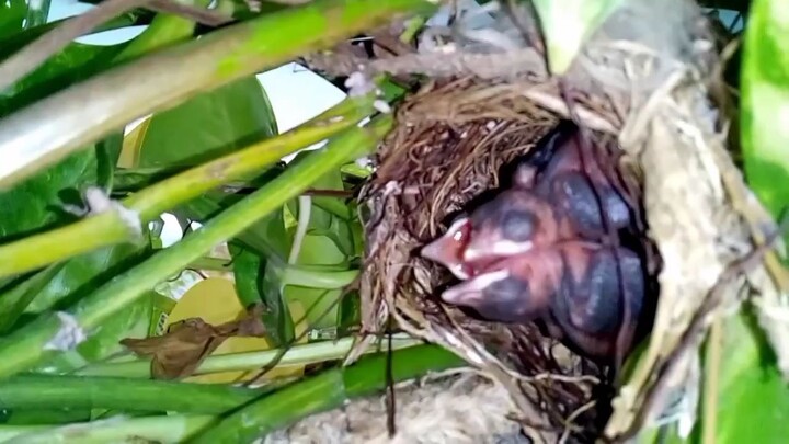 A Baby Bird Chose Our Home… And We Didn’t Expect This! 🐦