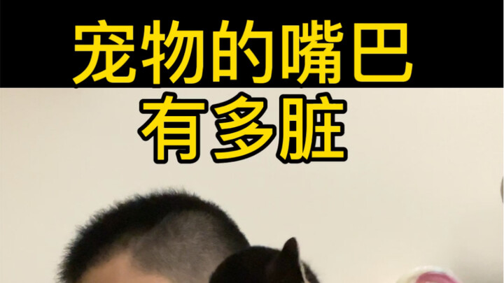 【Pahami dalam Sepuluh Detik】Seberapa Kotor Sebenarnya Mulut Kucing dan Anjing?