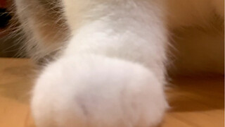 Tidak heran tikus melihatnya akan takut!