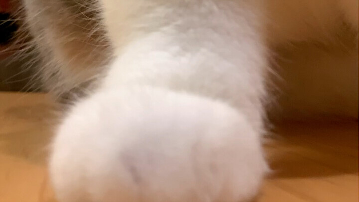 难怪老鼠看了会害怕！