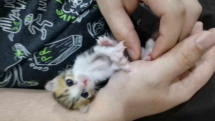 น้องแมวน้อยน่ารักพลิกท้องโชว์บนออนไลน์