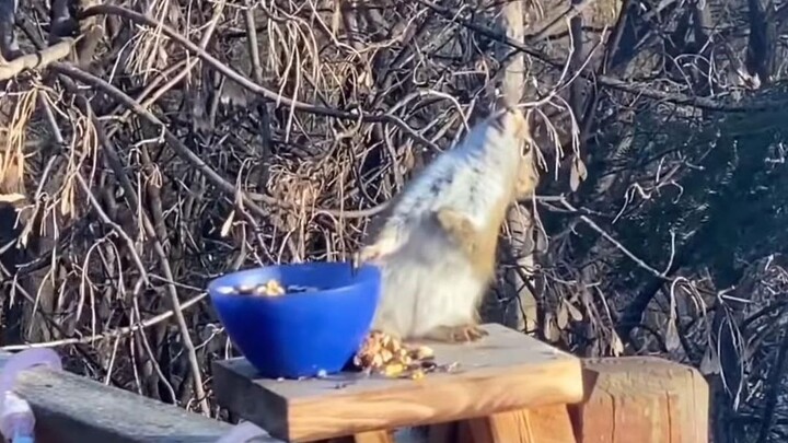 Tupai Mabuk Setelah Makan Buah Fermentasi