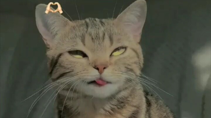 lovely cat