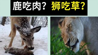 لماذا تأكل الحيوانات العاشبة اللحوم؟ وهل تأكل الحيوانات الآكلة للحوم الأعشاب أيضًا؟