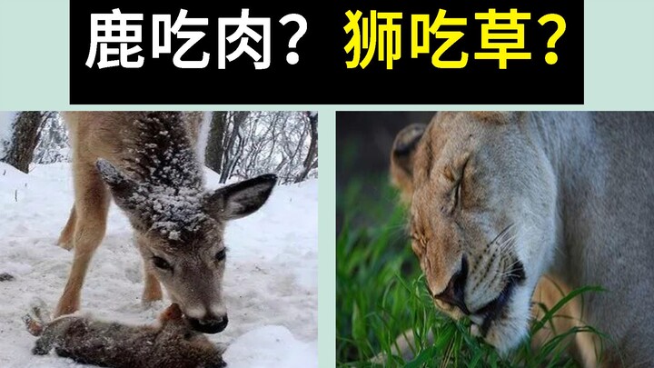 لماذا تأكل الحيوانات العاشبة اللحوم؟ وهل تأكل الحيوانات الآكلة للحوم الأعشاب أيضًا؟