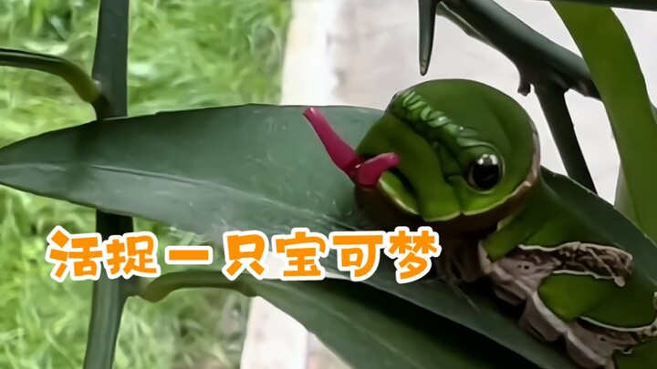 Friends in the North, this is our magical Pokémon from the South!