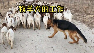 牧羊犬的工作