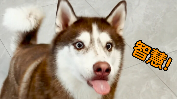 Siberian Husky: Jangan harap bisa menipuku untuk minum obat, aku ini sangat pintar!