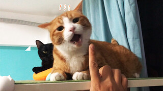Động vật|Tổng hợp video hài hước của mèo.