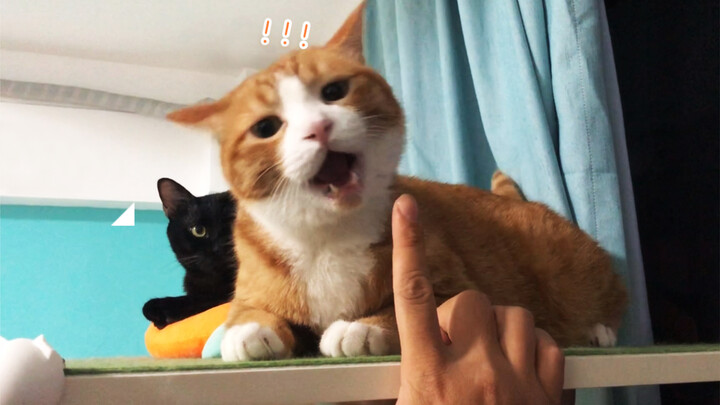 สัตว์|คอลเลกชันวิดีโอแมวตลก