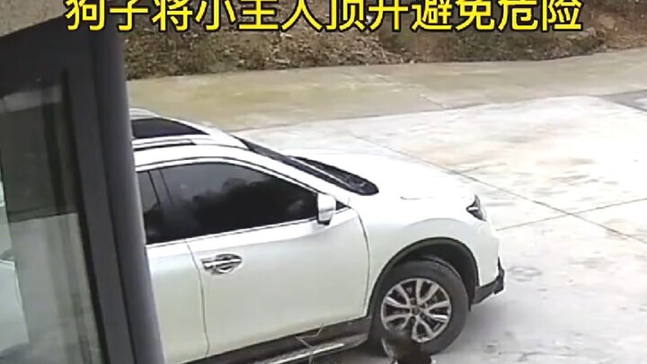 Chú chó đến báo ân, hết lòng chăm sóc cậu chủ nhỏ