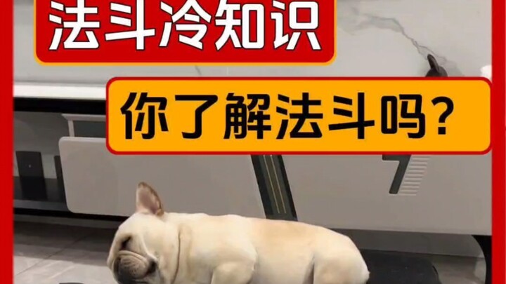 Episode 1 | Fakta Menarik tentang French Bulldog, Apakah Anda Sudah Mengenalnya?