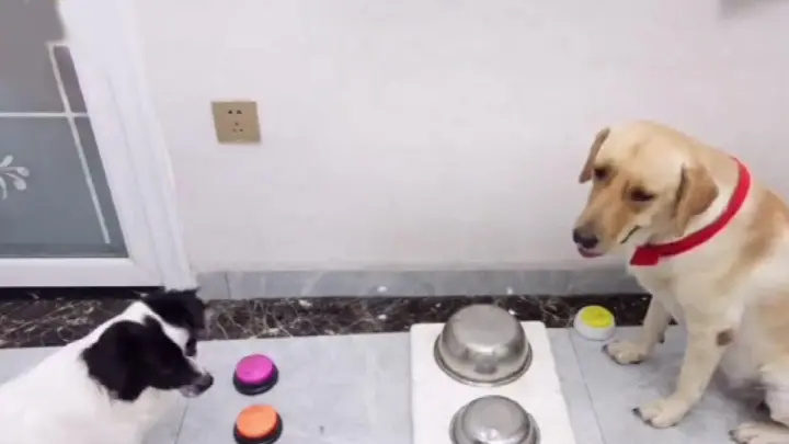 [Animals]Funny video: Two dogs communicate with toy bells