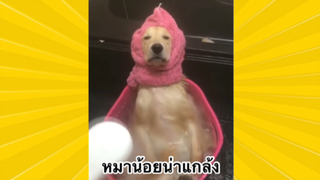 สัตว์เลี้ยงเพื่อนขนปุย : หมาน้อยน่าแกล้ง