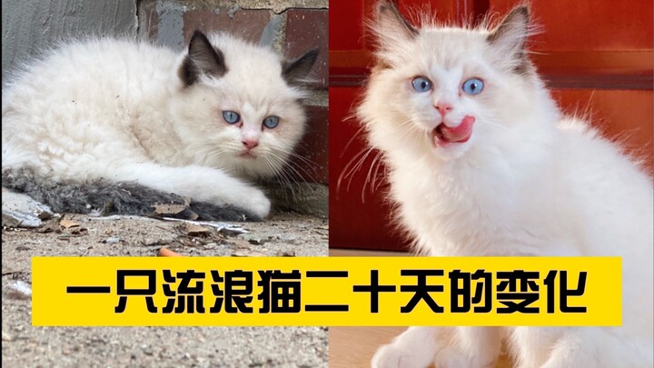 【Cú lội ngược dòng của mèo hoang】Từ chân sau gần như “bị liệt” đến đứng dậy và bước đi