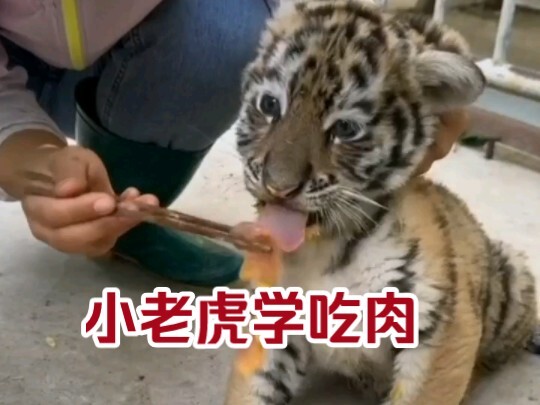 Si bayi harimau belajar makan daging—rasanya seperti mengunyah kertas? Si beruang hitam kecil makan 