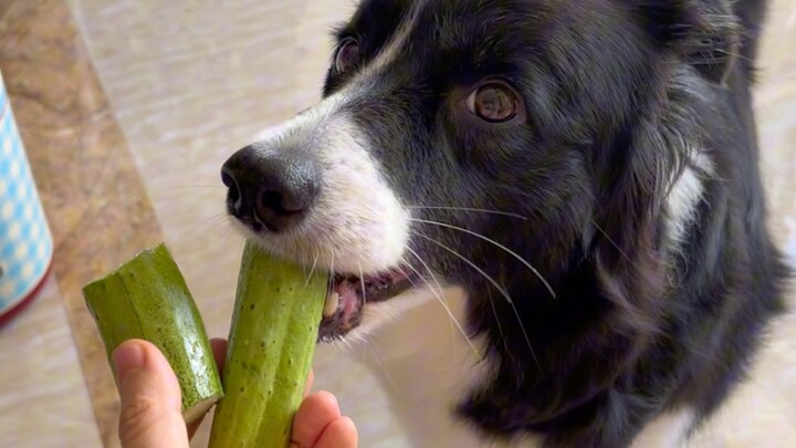 Immersive: Two Puppies Eating Cucumbers