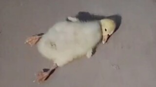 Untuk pertama kalinya, saya melihat emosi di wajah anak bebek.