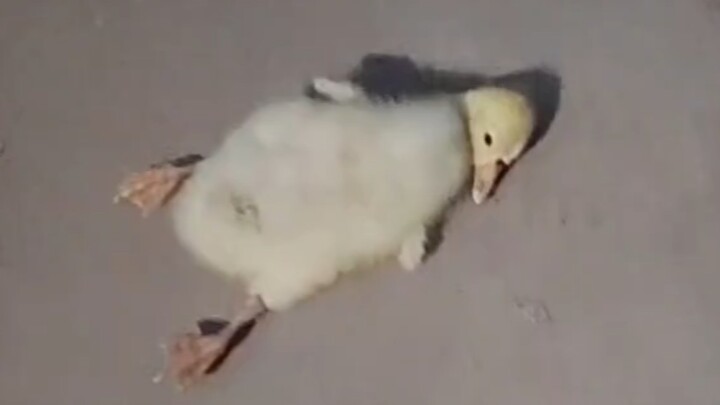 第一次，在小鸭子脸上看到了情绪