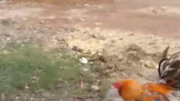 pwde na