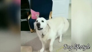 how do you know when your dog is jealous 🤣 | Dog lifestyle