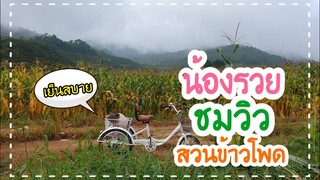 พาน้องรวยมาชมบรรยากาศในสวนข้าวโพด🌽🌽🌄🌾🌱🐖