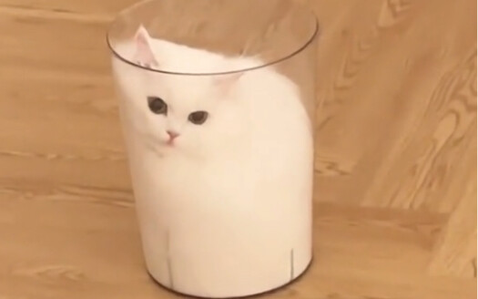 A Glass of Cat