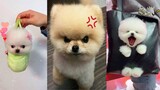 Funny and Cute Dog Pomeranian 😍🐶| Funny Puppy Videos #155