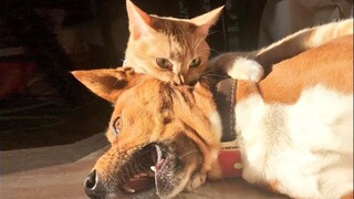 Watch This Video You Will Keep A Smile All Day | Pet Squad